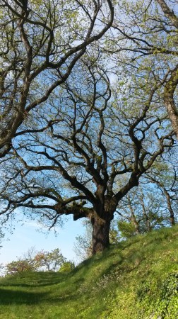 arbre
